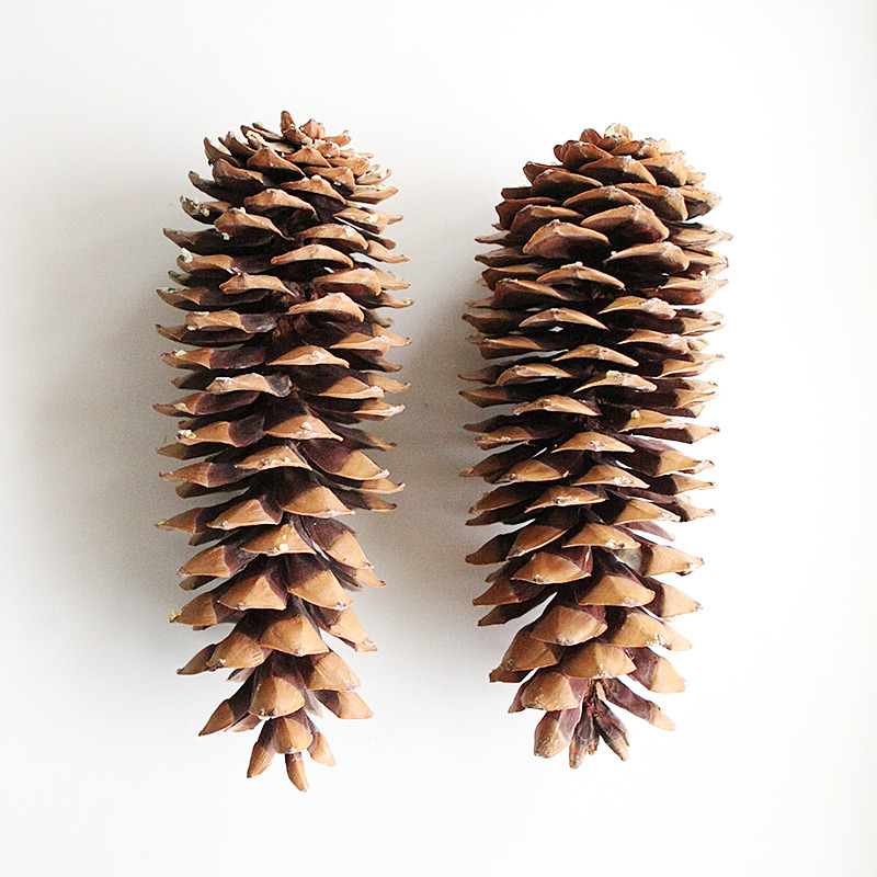 White washed pine cones with tassles